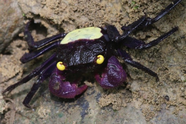 Kekayaan Laut Indonesia